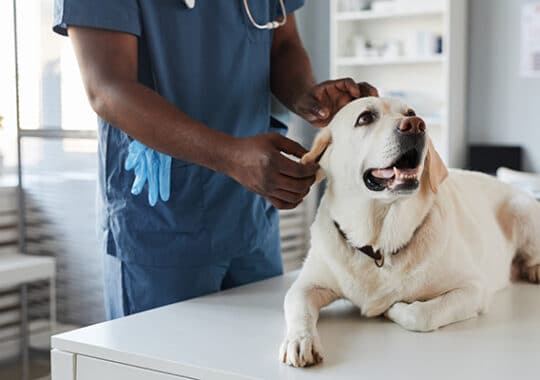 Quelle assurance santé pour chien ?