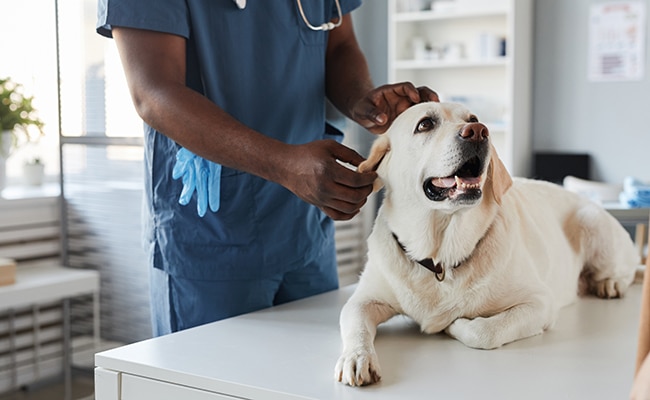 Quelle assurance santé pour chien ?