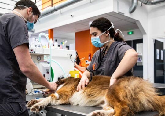 Assurance chien : Remboursement optimal des soins vétérinaires
