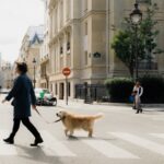 Responsabilité civile chien : est-elle obligatoire et que couvre-t-elle ?